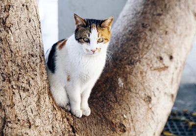 Close-up of cat sitting on tree trunk