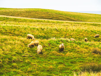 Sheep grazing on field