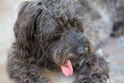 Close-up portrait of dog