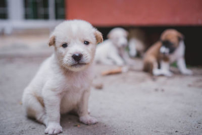 Close-up portrait of puppy