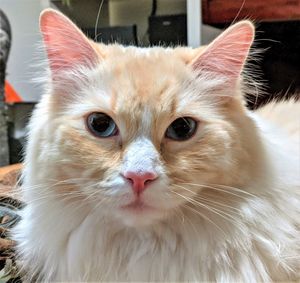 Close-up portrait of a ragdoll cat