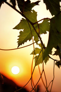 Close-up of silhouette plant against sky during sunset