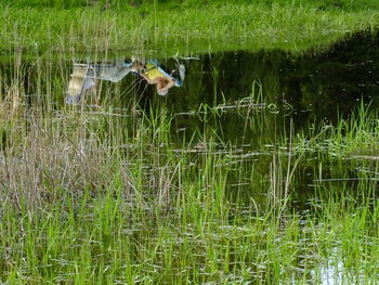 View of birds on grass