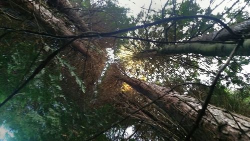 Low angle view of trees