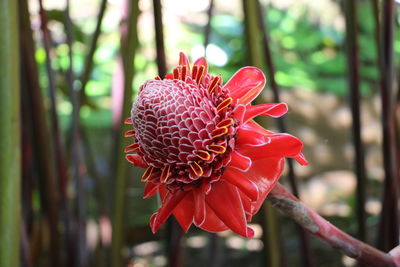 Close-up of red flower