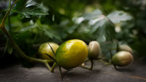 Close-up of fruit growing on tree