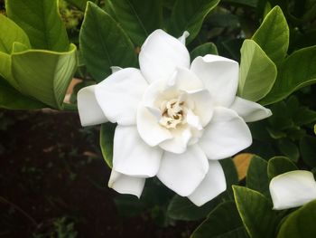 Close-up of white flowering plant