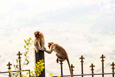 Monkey on a plant against the sky