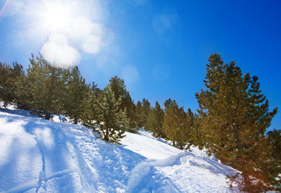 Snow covered pine trees against blue sky