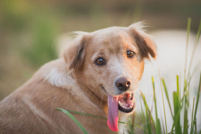 Portrait of a dog