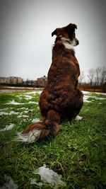 Dog sitting on field against sky