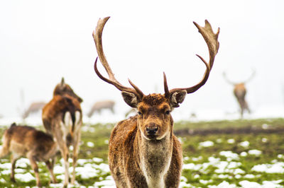 Stag on field against sky during foggy weather