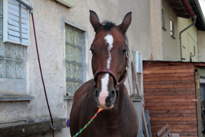 Horse in stable