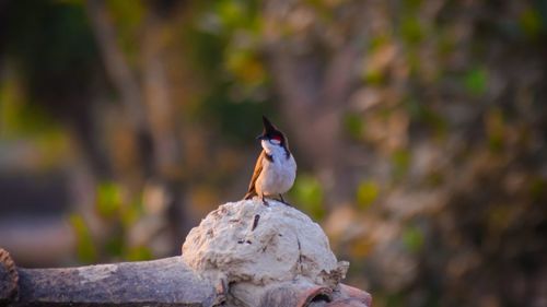 Close-up of bird perching on rock