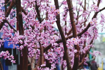 Close-up of pink cherry blossoms in spring