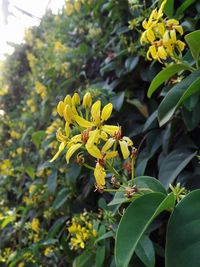 Close-up of yellow flowers