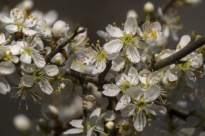 Close-up of white cherry blossoms in spring