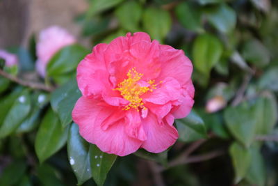 Close-up of pink flower