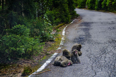 Monkeys sitting on road