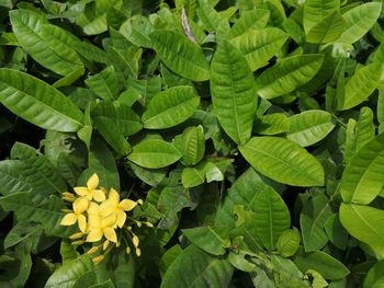 Full frame shot of yellow flowering plant leaves