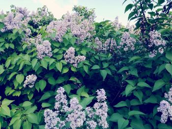 Close-up of white flowering plants