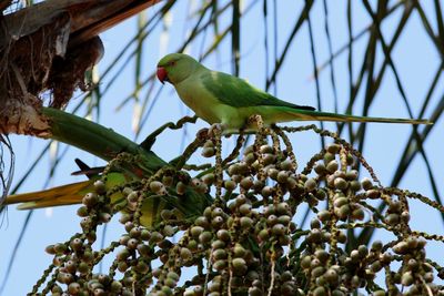 Low angle view of bird perching on tree
