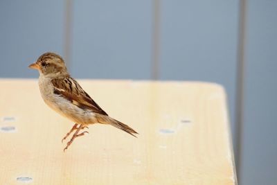 Close-up of sparrow over wooden table