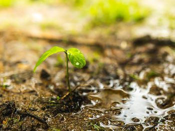 Little green plant with 2 leaf growing with wet dirt around from puerto rico forest