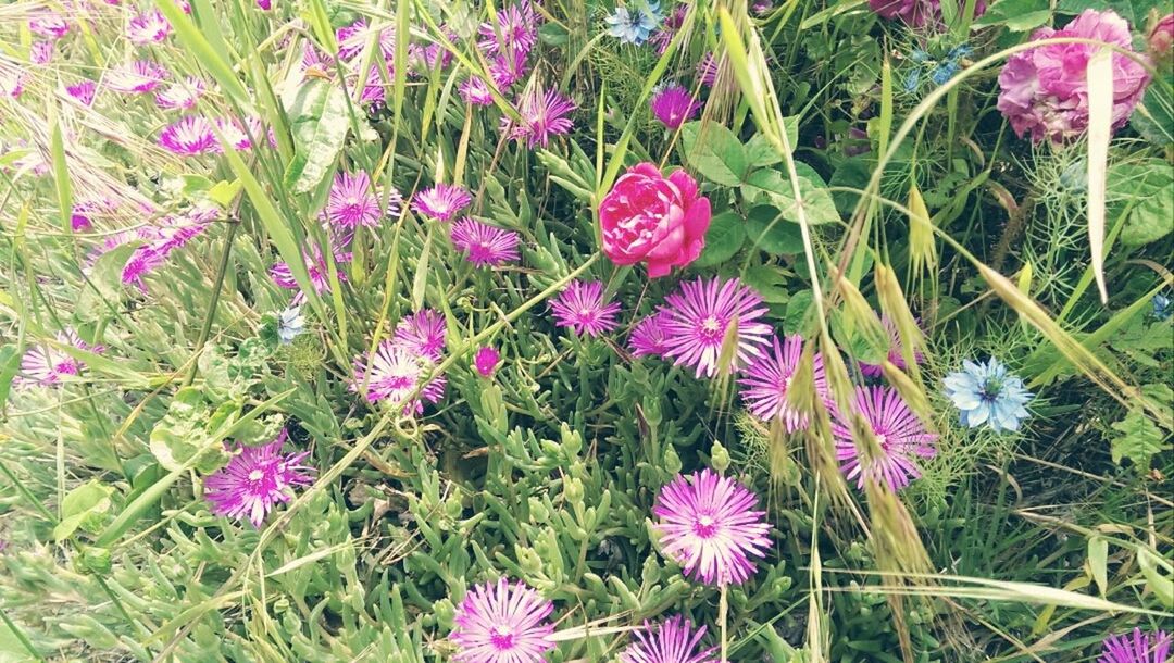 flower, freshness, growth, fragility, beauty in nature, petal, plant, blooming, pink color, nature, flower head, field, purple, in bloom, grass, high angle view, day, outdoors, close-up, no people
