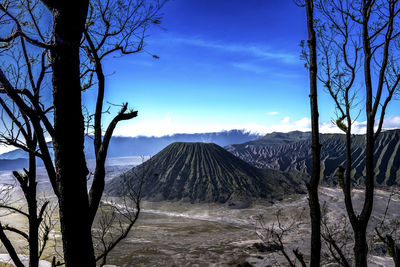 View of trees on mountain against blue sky