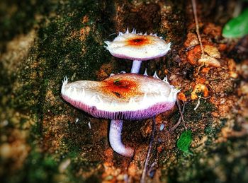 Mushrooms growing in forest