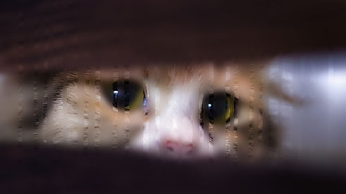 Close-up portrait of cat