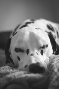 Close-up portrait of dog relaxing at home