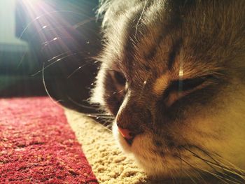 Close-up of cat relaxing