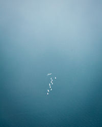 View of birds swimming in sea