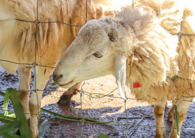 Close-up of a horse