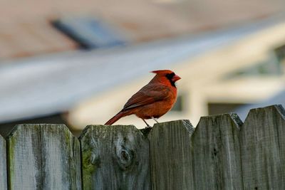 Close-up of bird perching on wood