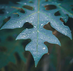 Close-up of leaves