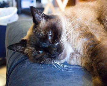 Close-up portrait of a cat