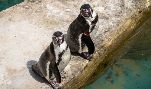 High angle view of penguins on shore