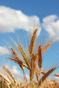 Close-up of wheat growing on field against sky