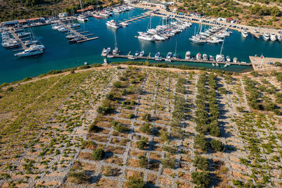 Vineyards with dry walls near primosten, adriatic sea, croatia