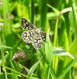 Close-up of butterfly on flower