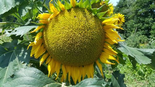 Close-up of sunflower