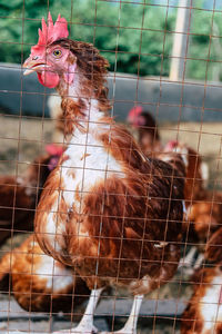 Close-up of birds in cage