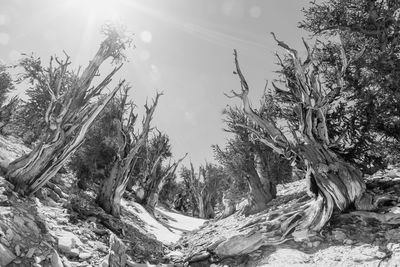 Trees on snow covered land against sky