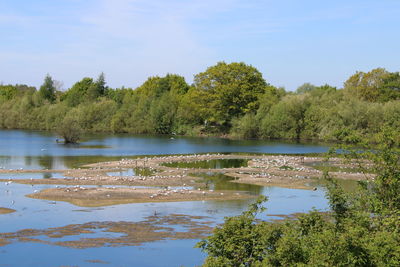 Scenic view of lake in forest against sky