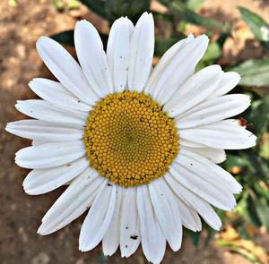 Close-up of daisy flower