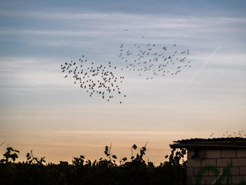 Birds flying in the sky