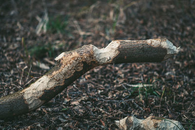 Close-up of lizard on tree trunk in forest